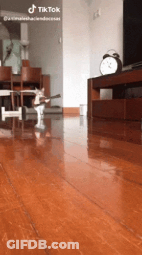 A Cat Playing A Guitar In A Living Room With A Tik Tok Watermark GIF