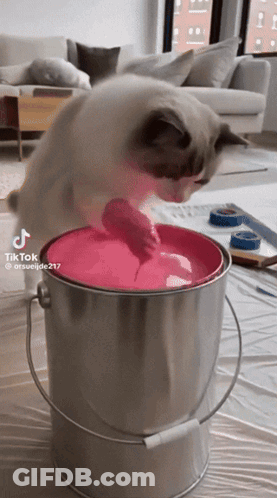 A Cat Playing With A Bucket Of Pink Paint GIF