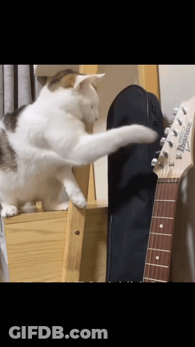 A Cat Playing With A Guitar That Says Ibanez GIF