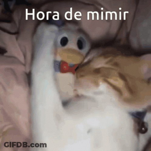 A Cat Playing With A Stuffed Animal That Says Hora De Mimir On It GIF