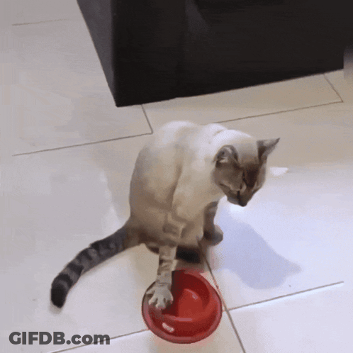 A Cat Reaches For A Red Bowl On The Floor GIF