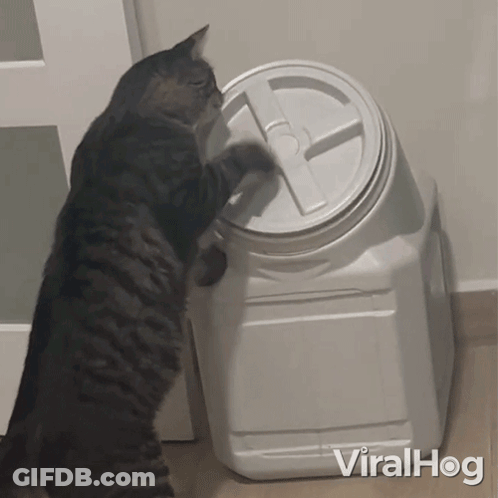A Cat Reaches Into A White Plastic Container With Viralhog Written On The Bottom GIF