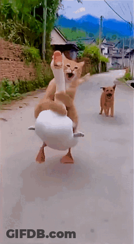 A Cat Riding On The Back Of A Duck While A Dog Watches GIF