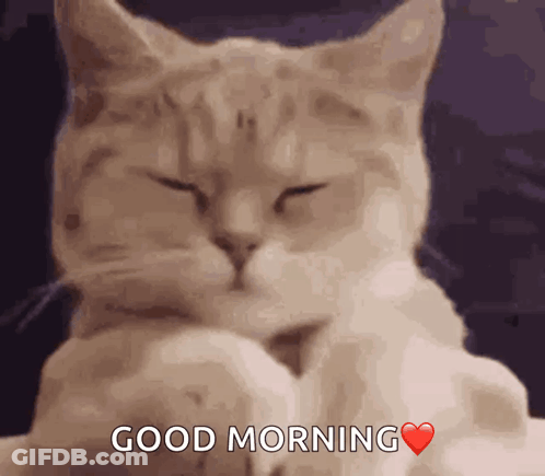 A Cat Says Good Morning With A Heart In The Corner GIF