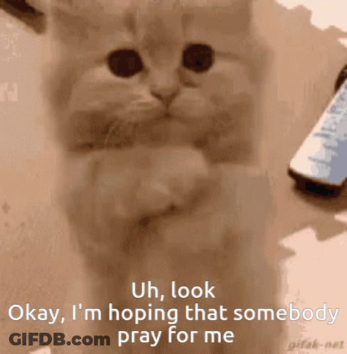 A Cat Says Okay I 'M Hoping That Somebody Prays For Me GIF