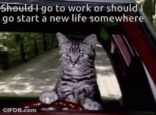 A Cat Sits In The Driver 'S Seat Of A Car GIF