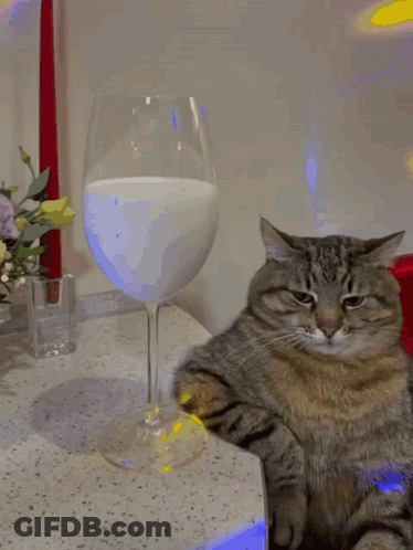 A Cat Sits Next To A Glass Of Milk On A Table GIF