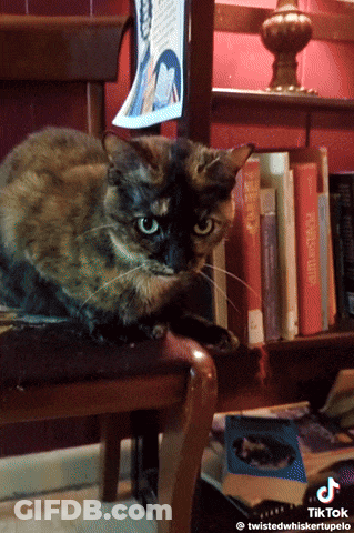 A Cat Sits On A Chair In Front Of A Bookshelf With A Book Called Penguin On It GIF