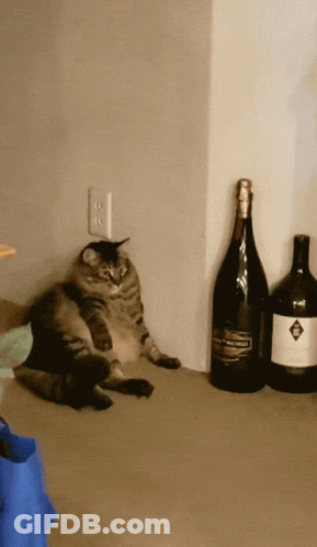 A Cat Sits On A Counter Next To A Large Bottle Of Wine GIF