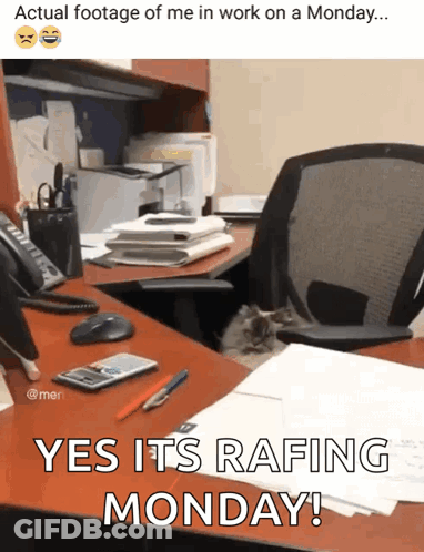 A Cat Sits On A Desk With The Caption Yes It 'S Rafting Monday GIF