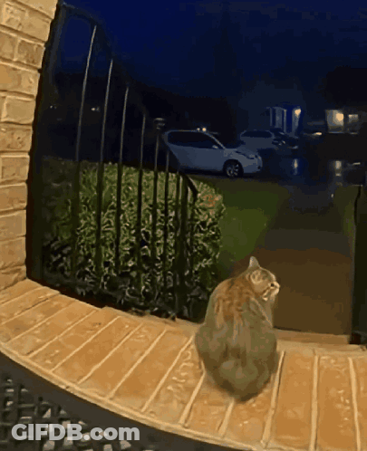 A Cat Sits On A Porch At Night Looking Out GIF