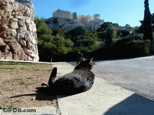 A Cat Sits On A Sidewalk Looking At The Acropolis In The Background GIF