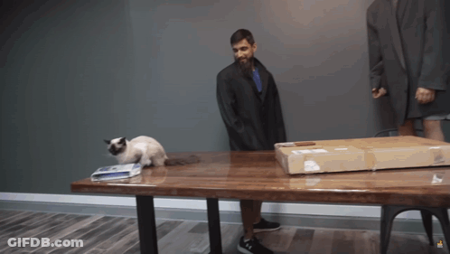 A Cat Sits On A Table Next To A Man In A Suit And A Box GIF