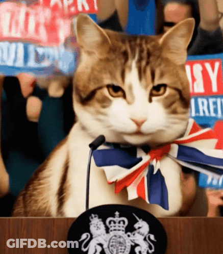 A Cat Sitting At A Podium With A Sign That Says Isy GIF
