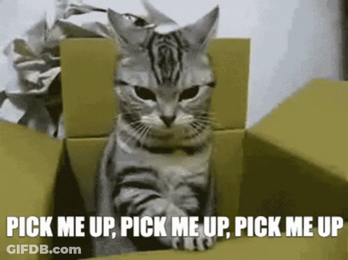 A Cat Sitting In A Cardboard Box With The Words Pick Me Up Pick Me Up Pick Me Up GIF