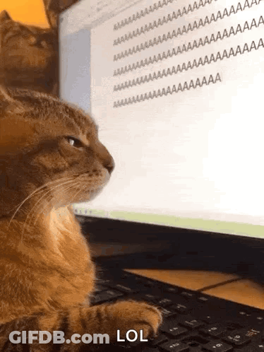 A Cat Sitting In Front Of A Computer Screen With The Word Lol Written On It GIF