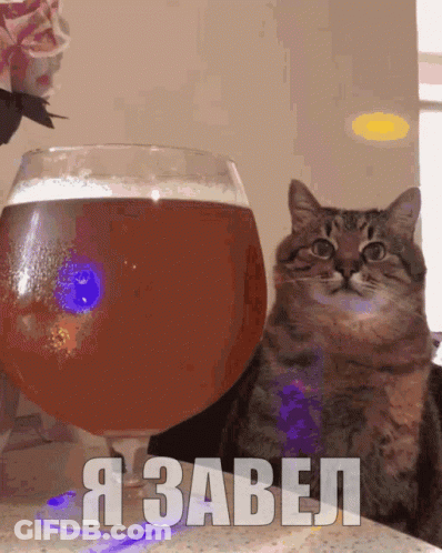 A Cat Sitting In Front Of A Glass Of Beer With The Word " Я Завел " Written On The Bottom GIF