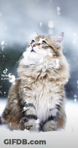 A Cat Sitting In The Snow With A Tik Tok Watermark GIF