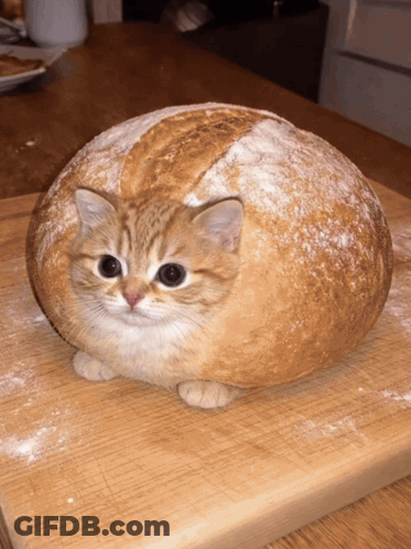 A Cat Sitting Inside Of A Loaf Of Bread GIF