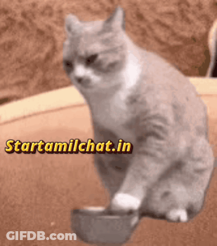 A Cat Sitting Next To A Bowl With The Website Starttamilchat.in Written Above It GIF