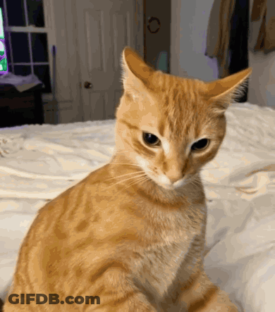 A Cat Sitting On A Bed Looking At The Camera GIF