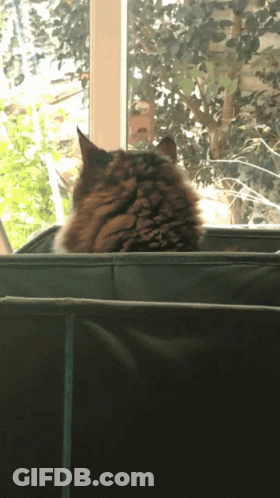 A Cat Sitting On A Couch Looking Out Of A Window GIF