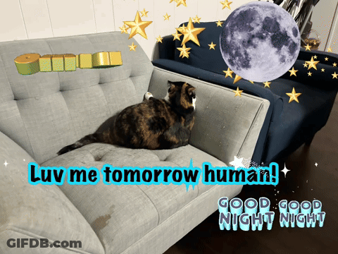 A Cat Sitting On A Couch With The Words " Luv Me Tomorrow Human " Written On It GIF