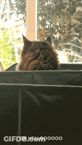A Cat Sitting On A Couch With The Words Oh Hellooo On The Bottom Right GIF