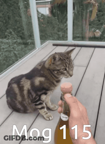 A Cat Sitting On A Deck Next To A Bottle That Says Mog 115 GIF