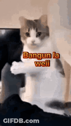 A Cat Sitting On A Person 'S Lap With The Words " Bangun La Weil " On The Bottom GIF