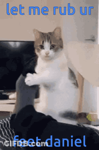 A Cat Sitting On A Person 'S Lap With The Words Let Me Rub Ur Feet Daniel GIF