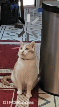 A Cat Sitting On A Rug In Front Of A Trash Can GIF