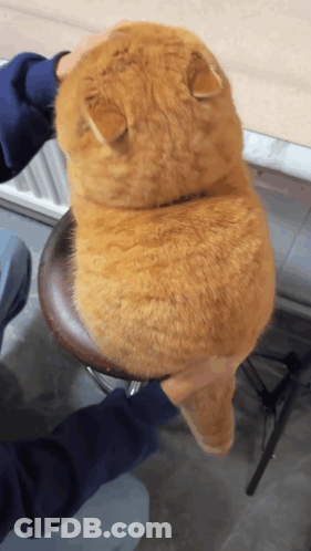 A Cat Sitting On A Stool With A Person Petting It 'S Back GIF