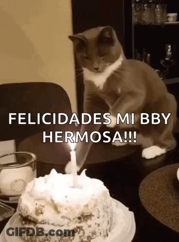 A Cat Sitting On A Table Next To A Birthday Cake With A Candle Lit Up GIF