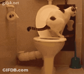 A Cat Sitting On A Toilet With A Gifak.net Watermark On The Bottom GIF
