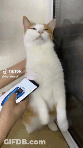 A Cat Sitting On A Window Sill With A Person Holding A Cell Phone In Front Of It GIF