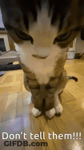 A Cat Sitting On A Wooden Floor With The Words " Don 'T Tell Them " Written Below It GIF