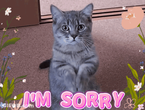 Cat Sitting With Sorry Below GIF