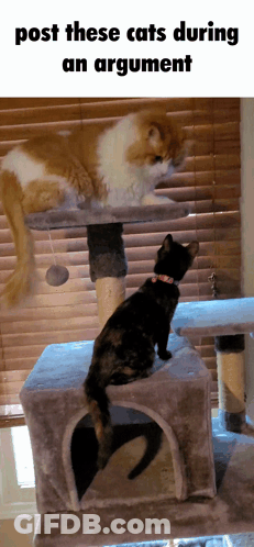A Cat Sitting On Top Of A Cat Tree While Another Cat Looks On GIF