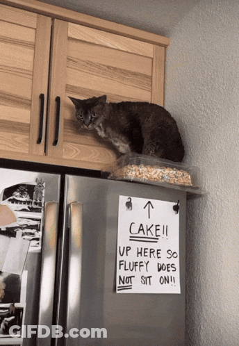 A Cat Sitting On Top Of A Container Of Cereal Next To A Sign That Says Cake !!! GIF
