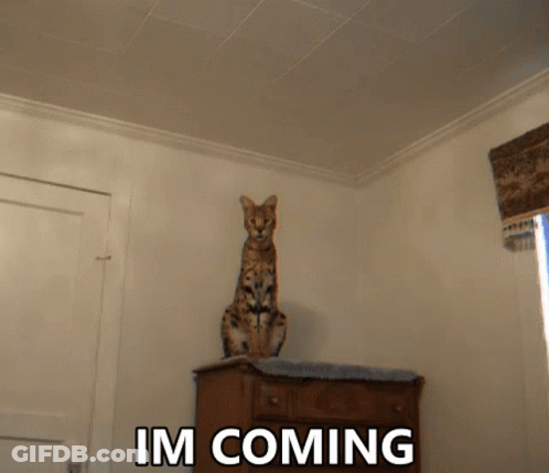 A Cat Sitting On Top Of A Dresser Next To A Sign That Says " Im Coming " GIF