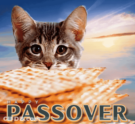 A Cat Sitting On Top Of A Stack Of Matzo With The Words Happy Passover Below It GIF