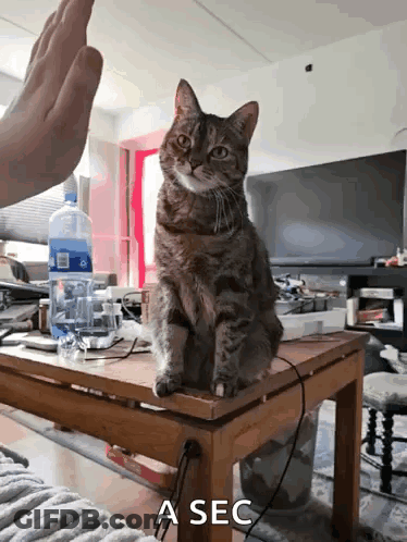 A Cat Sitting On Top Of A Table With A Sec Written On The Bottom GIF