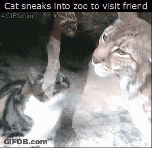A Cat Sneaks Into Zoo To Visit A Friend From 4Gifs.com GIF