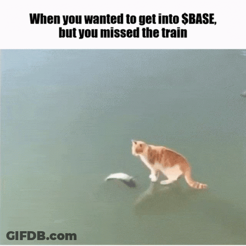 A Cat Standing In A Body Of Water With The Words When You Wanted To Get Into $ Base But You Missed The Train GIF