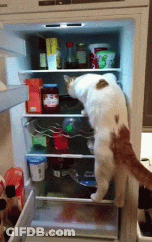 A Cat Standing In A Bosch Refrigerator Looking For Food GIF