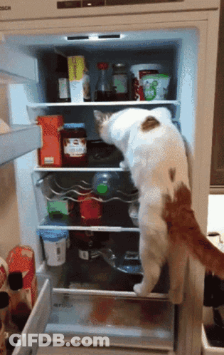 A Cat Standing In A Bosch Refrigerator Looking For Something To Eat GIF