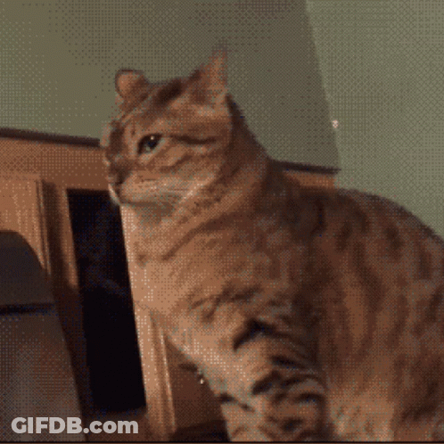 A Cat Standing In Front Of A Cabinet With Another Cat Behind It GIF
