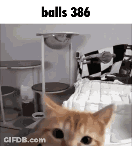 A Cat Standing In Front Of A Cat Tree With The Words Balls 386 Above It GIF
