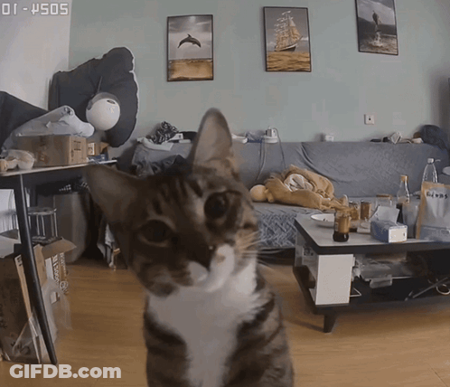 A Cat Standing In Front Of A Couch And A Coffee Table With The Time Of 01:45:05 GIF